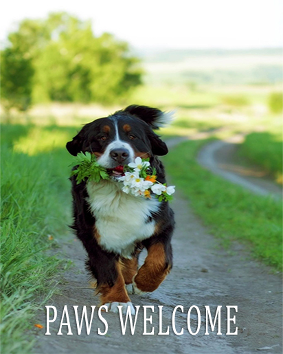 Pet Friendly property category